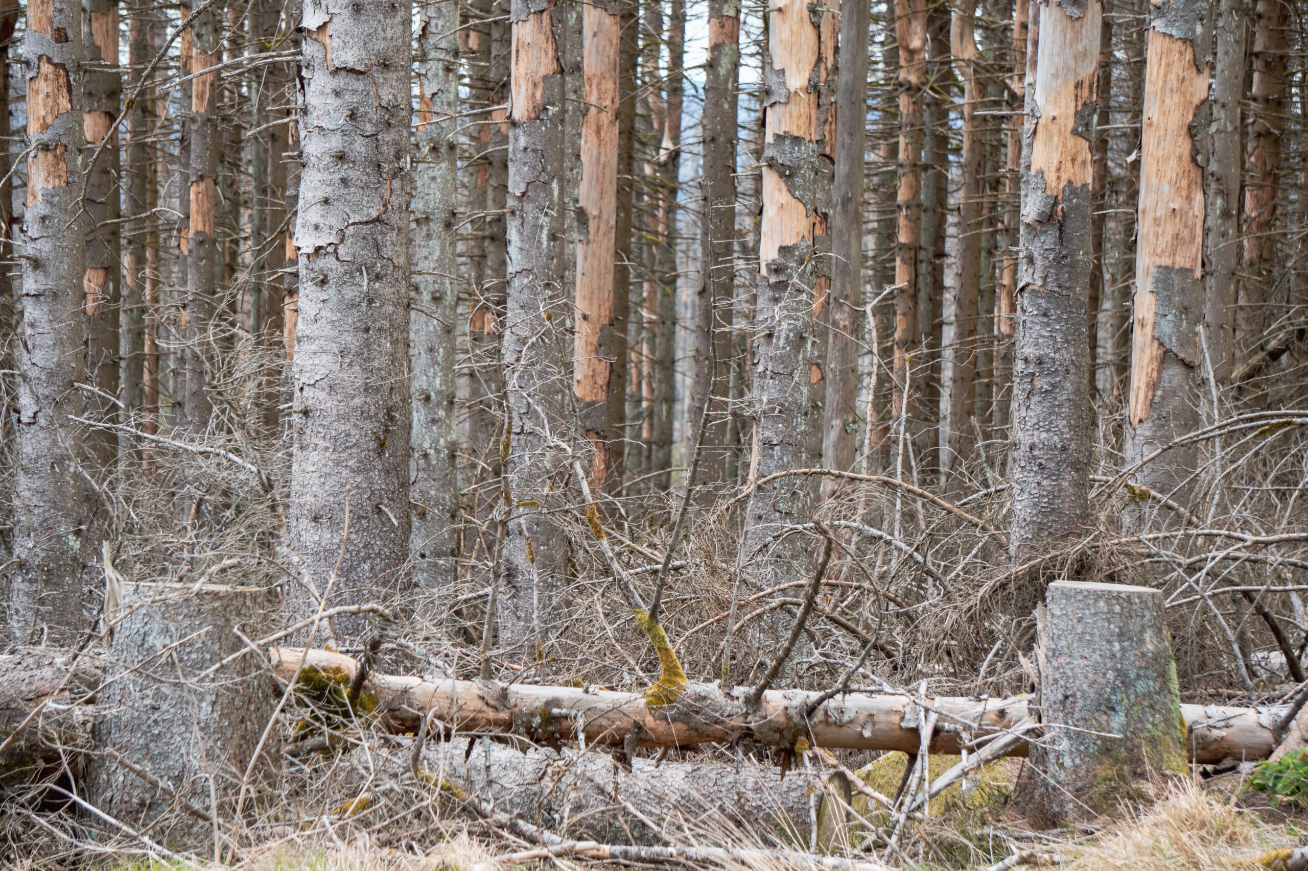 O niemieckich lasach. Góry Harz (Niemcy)